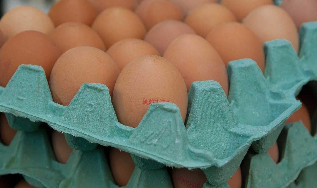 41% essen durch den Fibronil-Skandal weniger Eier als zuvor