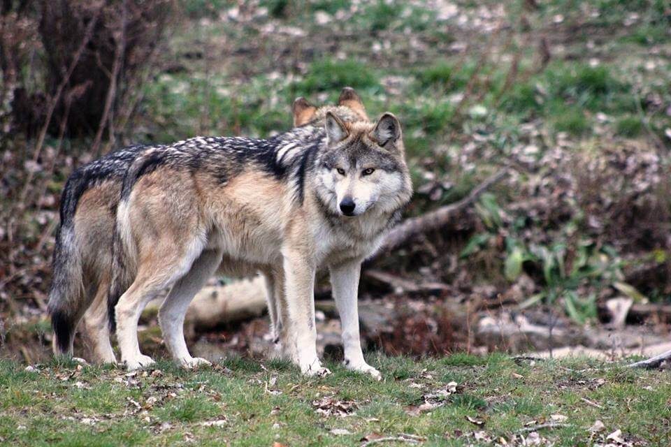 60% sprechen sich gegen Jagd auf Wölfe aus