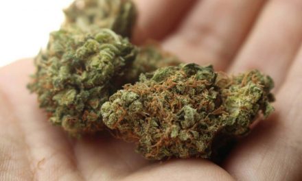 61% wollen Ende des Cannabis-Verbotes