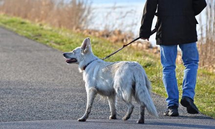 73% befürworten Einführung eines Hundeführerscheines für alle Halter