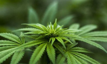 63% befürworten Cannabis-Legalisierung auch in Deutschland