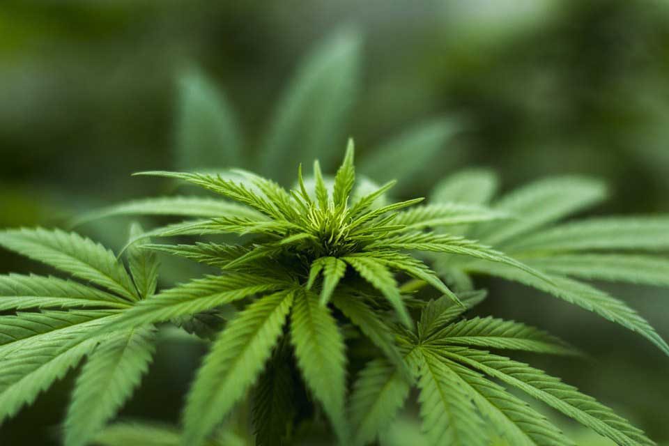 63% befürworten Cannabis-Legalisierung auch in Deutschland