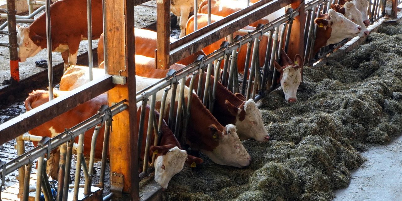 49% lehnen Steuer auf Fleischprodukte für tiergerechte Haltungsverfahren ab