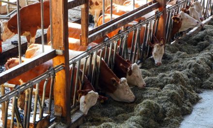 49% lehnen Steuer auf Fleischprodukte für tiergerechte Haltungsverfahren ab