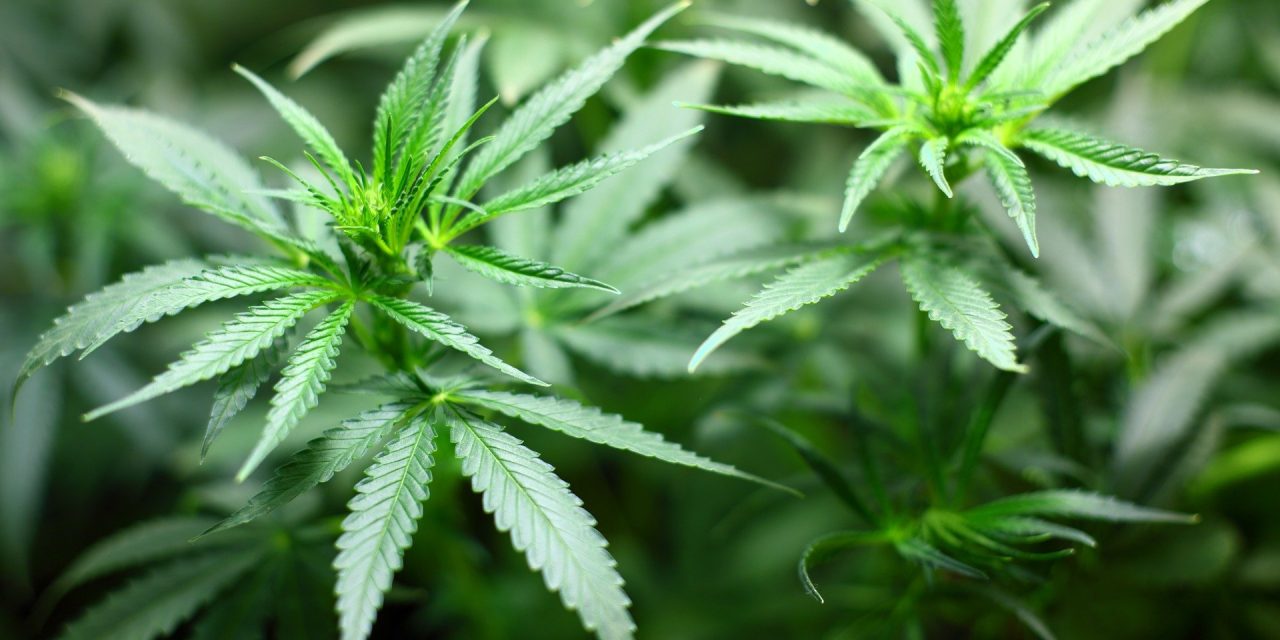 55% befürworten Ampel-Idee zur Legalisierung von Cannabis