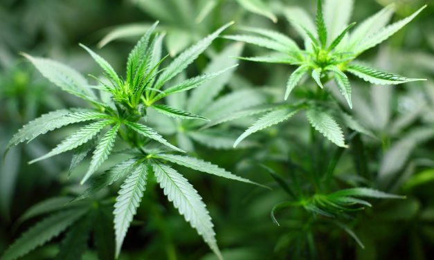 55% befürworten Ampel-Idee zur Legalisierung von Cannabis