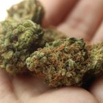 53% lehnen Legalisierung von Cannabis ab
